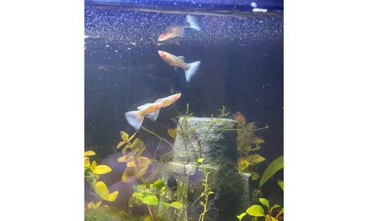 Ideal Albino Guppy Water Parameters