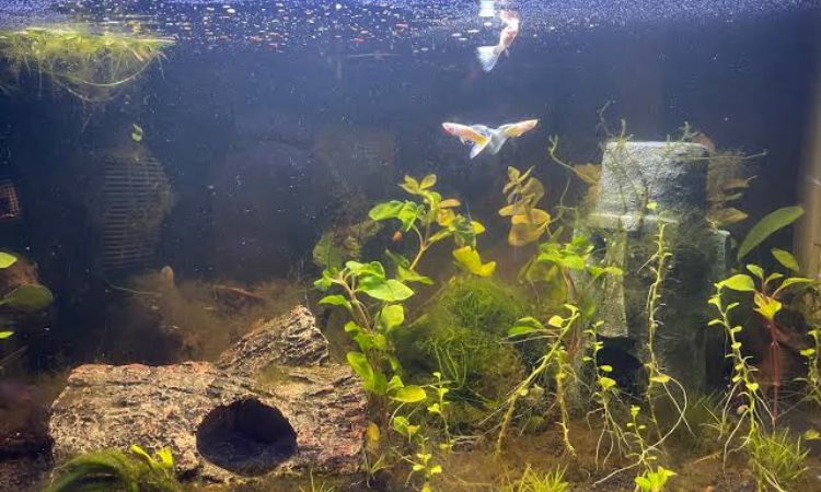 Setting Up the Perfect Albino Guppy Tank