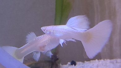 Albino Guppy
