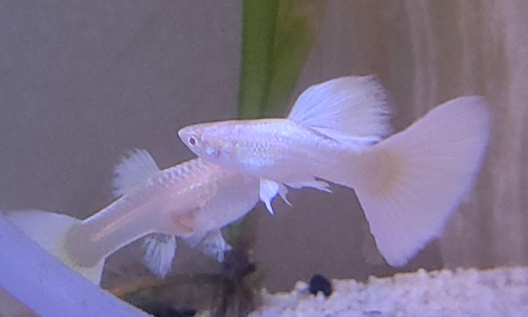 Albino Guppy