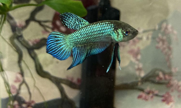 Common Alien Betta Color Variations