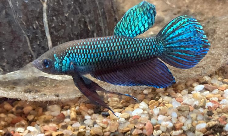 Alien Betta