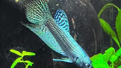 Alien Betta