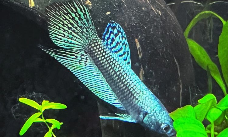 Alien Betta