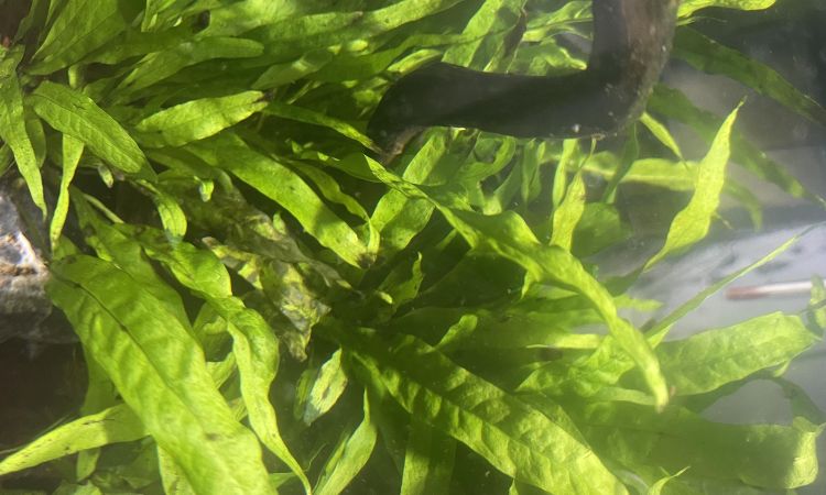 Java Fern