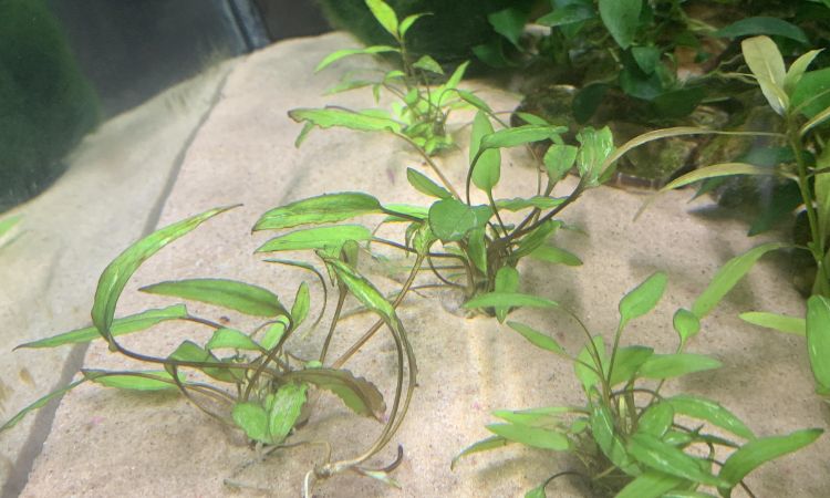 Cryptocoryne Wendtii
