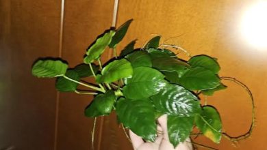 Anubias Nana
