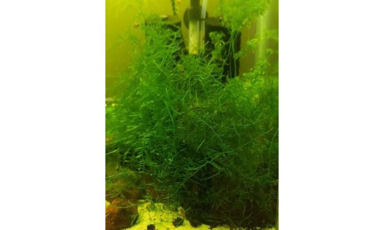 Java Moss