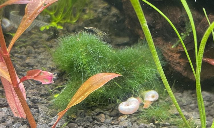 Marimo Moss Ball (Aegagropila linnaei)