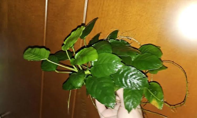 Anubias Nana