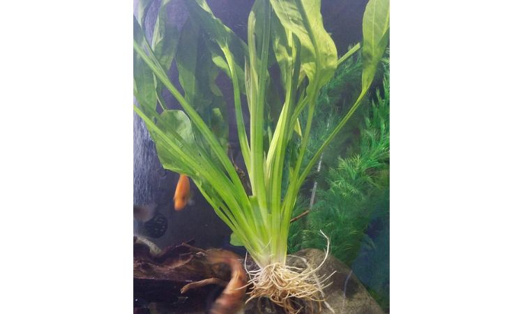 Java Fern