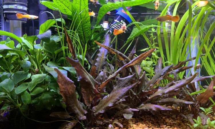 Cryptocoryne Wendtii