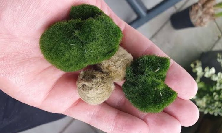 Marimo Moss Balls