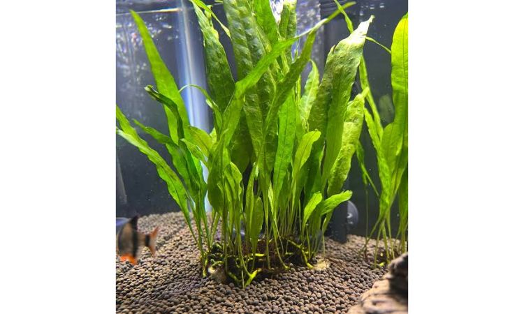 Java Fern (Microsorum pteropus)