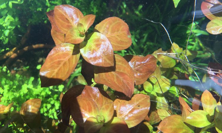 Ludwigia Repens
