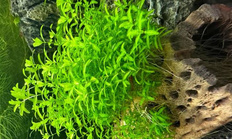 Pearlweed (Hemianthus micranthemoides)