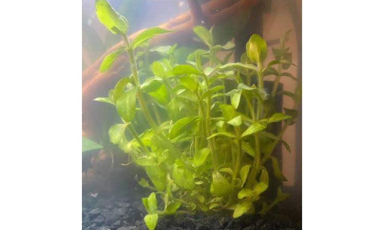 Bacopa Caroliniana
