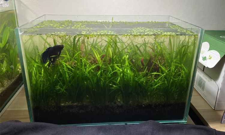Dwarf Sagittaria (Sagittaria subulata)