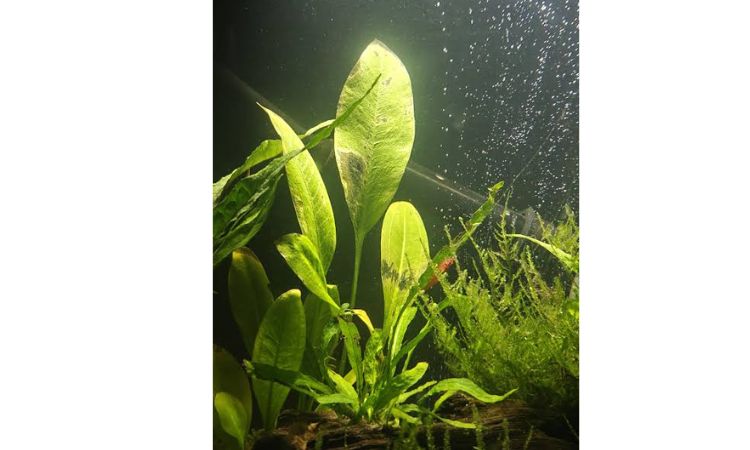Amazon Sword (Echinodorus amazonicus)