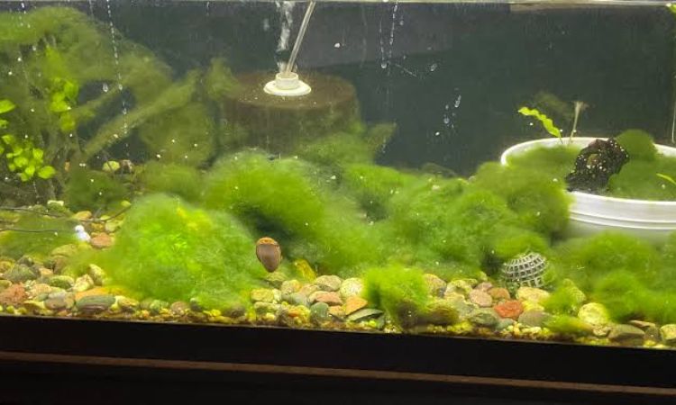 Marimo Moss Ball (Aegagropila linnaei)