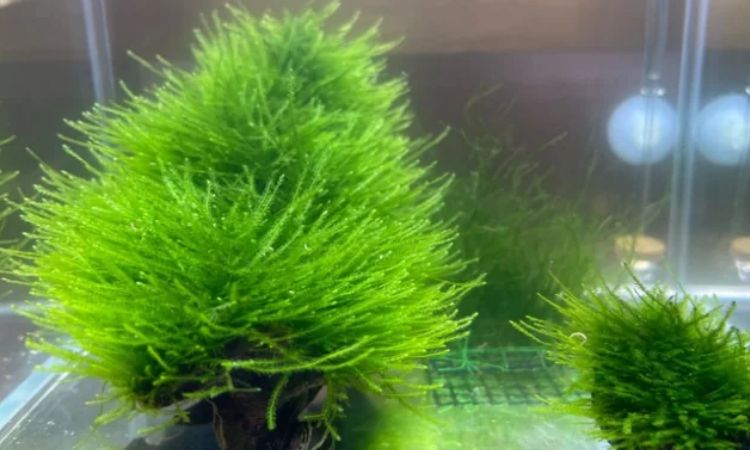 Java Moss (Taxiphyllum barbieri)