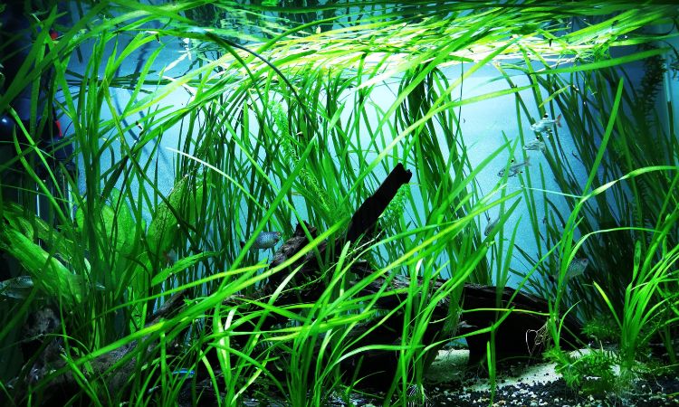 Vallisneria (Val / Eelgrass)