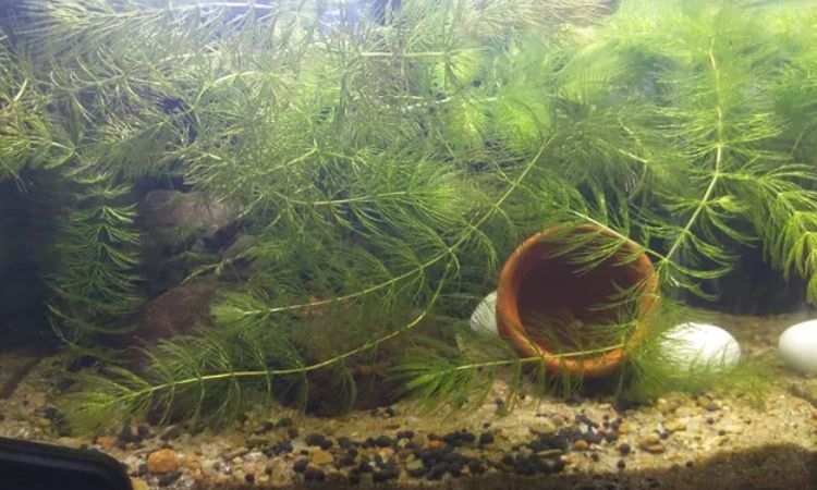 Hornwort (Ceratophyllum demersum)