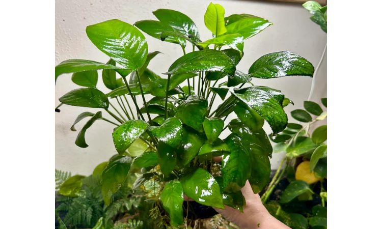 Anubias Barteri / Anubias Nana
