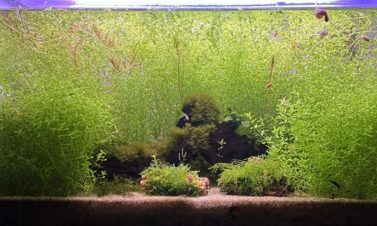 Pearl Weed