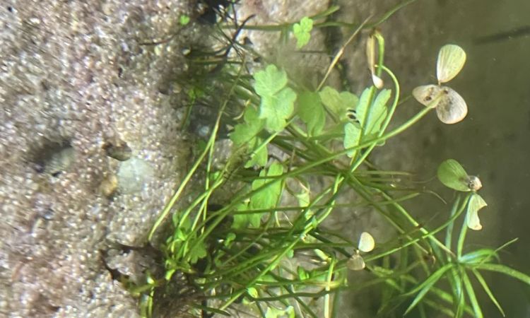 Marsilea crenata