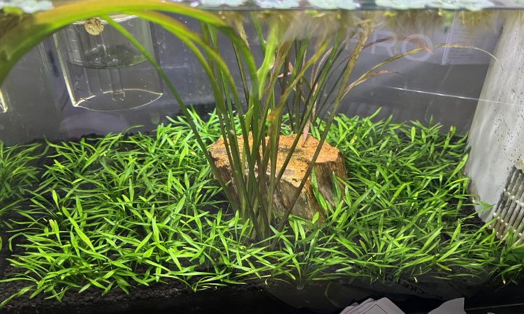 Cryptocoryne Parva