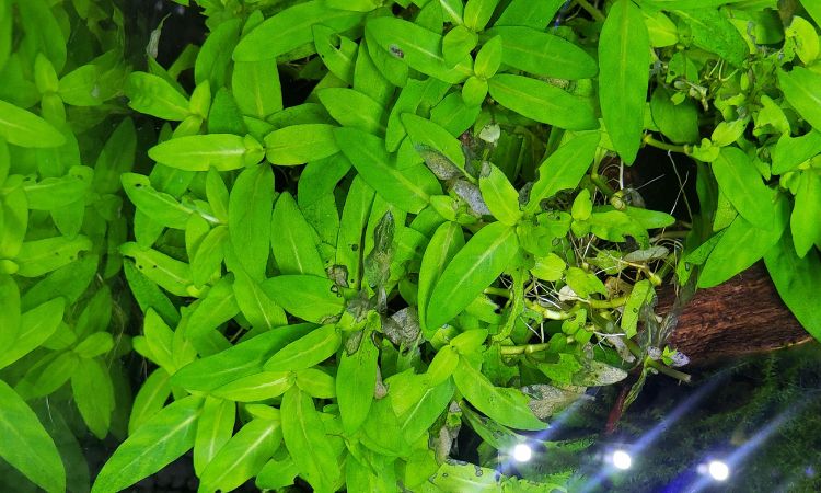 Staurogyne Repens