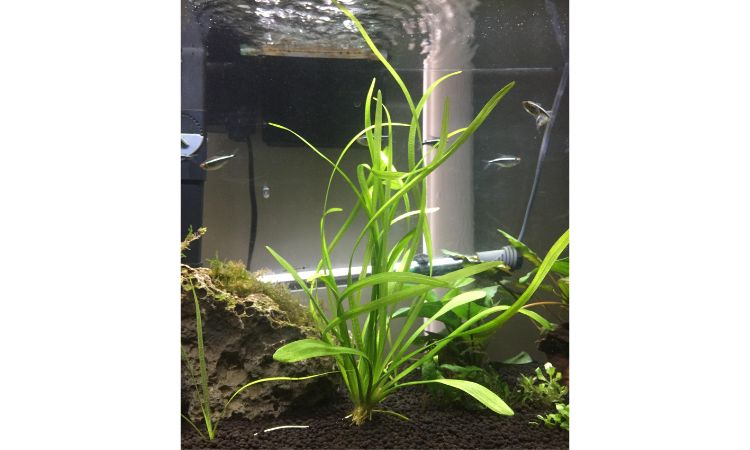Sagittaria Subulata