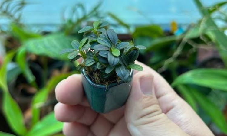 Bucephalandra 'Mini Needle Leaf'