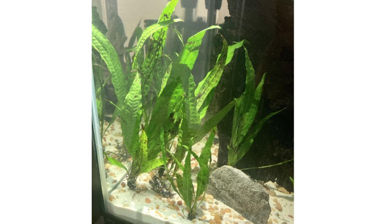 Java Fern