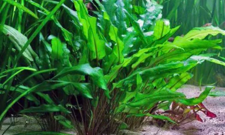 Cryptocoryne Wendtii
