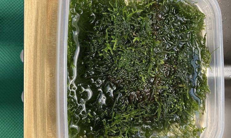 Java Moss