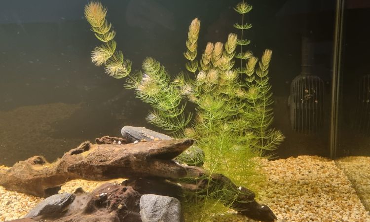 Hornwort
