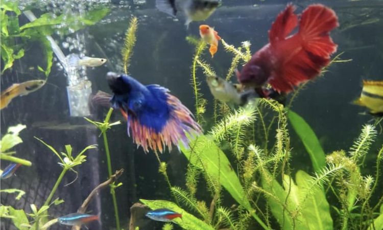 Betta Fish Male vs. Female