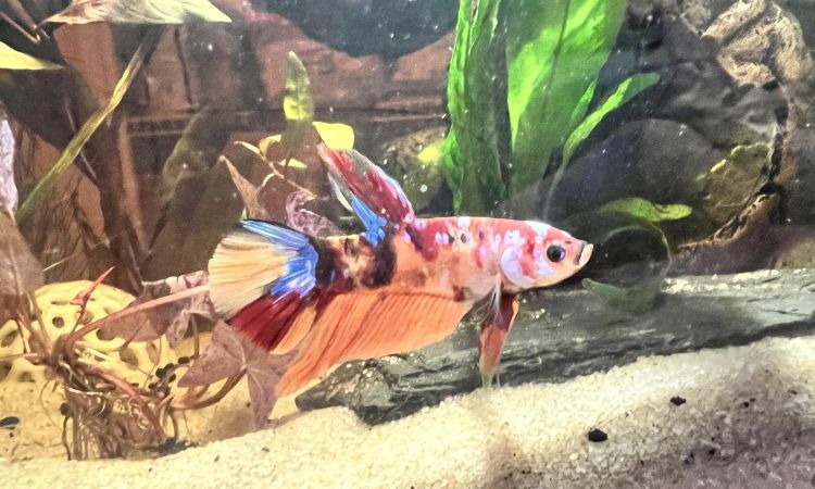 Betta Fish Lifespan