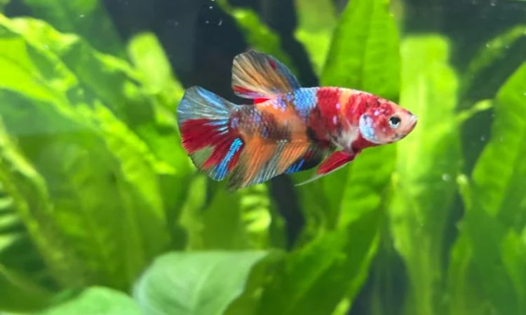 Betta Fish
