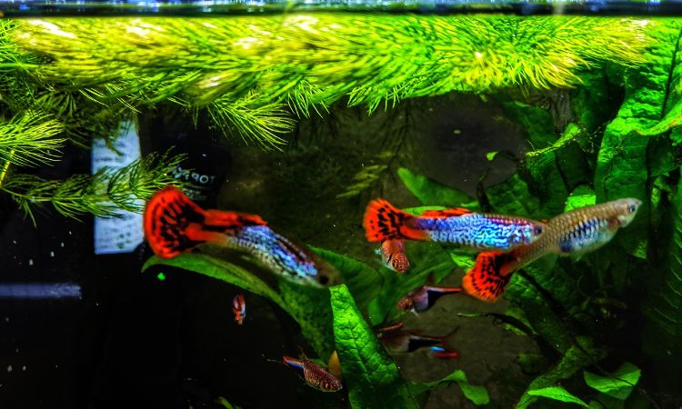 Cobra Guppy Tank Setup
