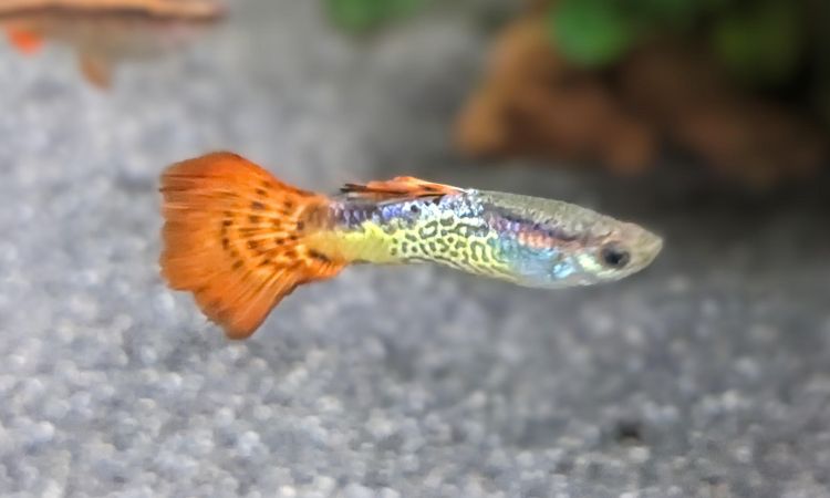 Cobra Guppy
