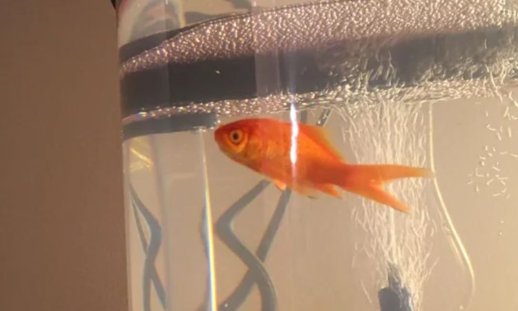 Comet Goldfish Lifespan