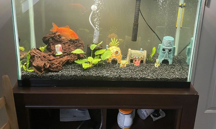 Substrate, Plants, and Decoration Options