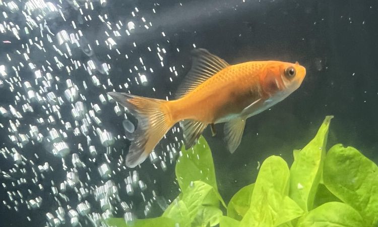 Comet Goldfish