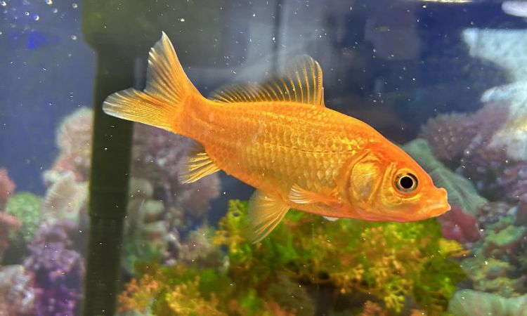 Common Goldfish Lifespan and Growth Expectations