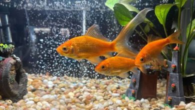 Common Goldfish