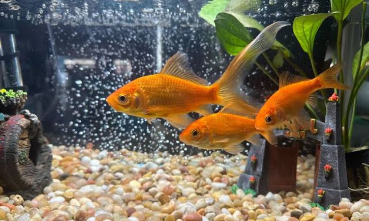 Common Goldfish