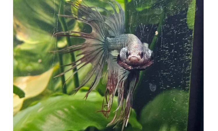 What Do Crowntail Bettas Eat?